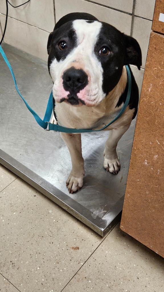 Enlarge Merlin, a Adoptable Mixed Breed in Bossier City, LA image 3/6