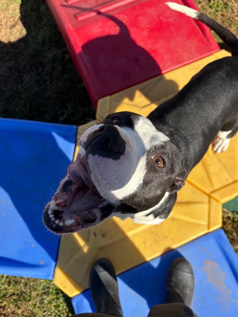 Enlarge Merlin, a Adoptable Mixed Breed in Bossier City, LA image 4/6