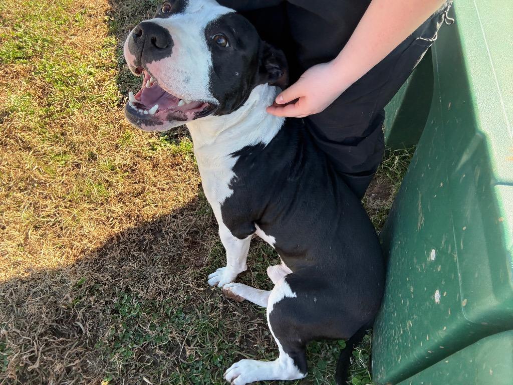 Enlarge Merlin, a Adoptable Mixed Breed in Bossier City, LA image 5/6
