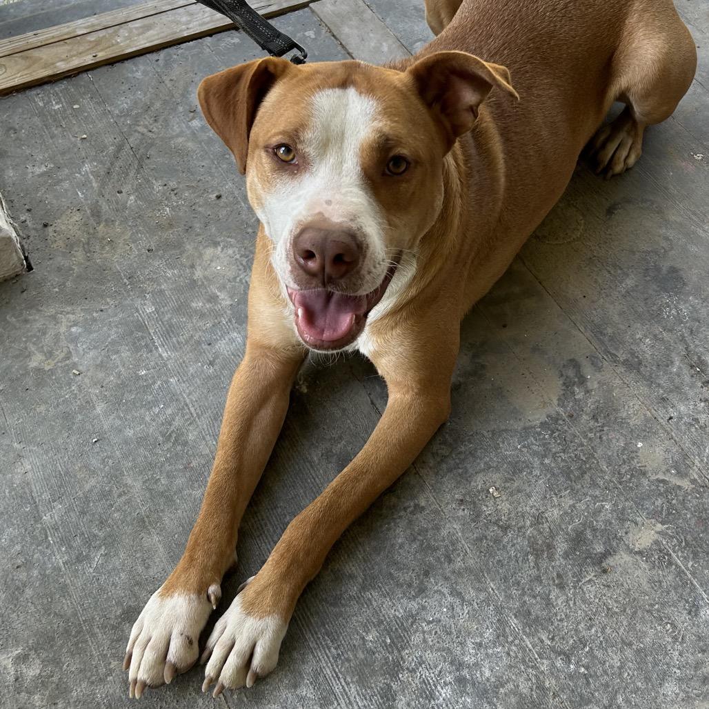 Enlarge Oscar, a Adoptable Pit Bull Terrier in Gulfport, MS image 2/2