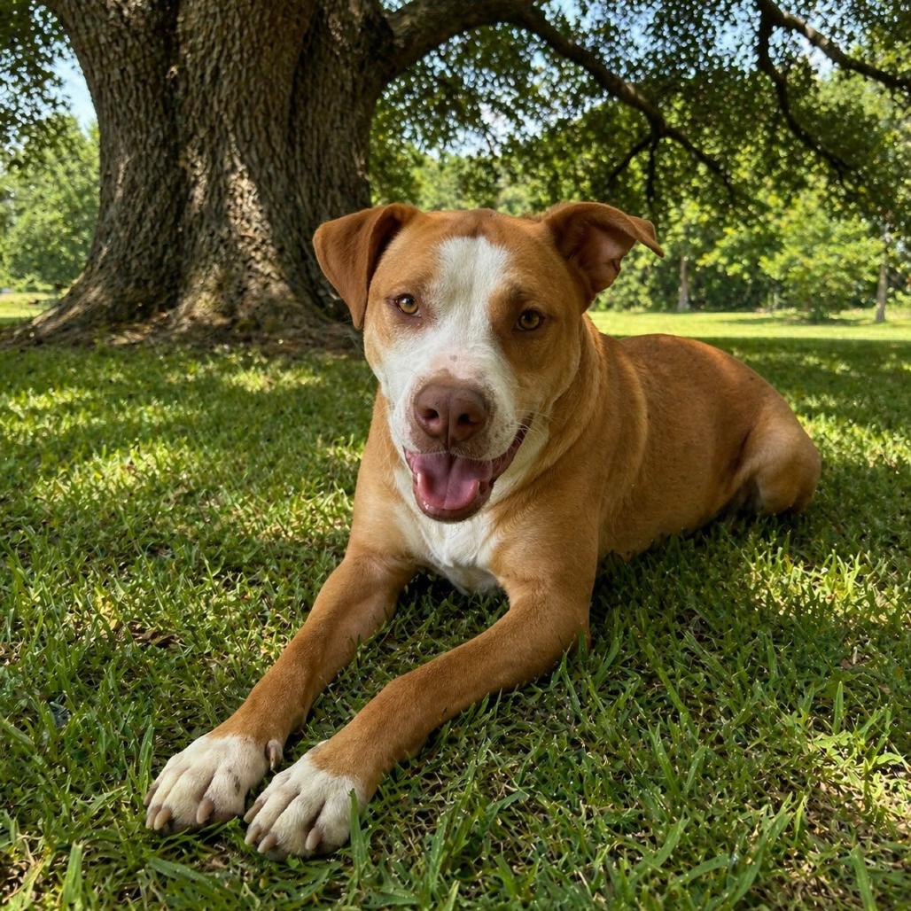 Enlarge Oscar, a Adoptable Pit Bull Terrier in Gulfport, MS image 3/3