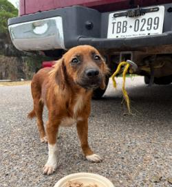 Penny, Adoptable, Young Female Dachshund & Mixed Breed.