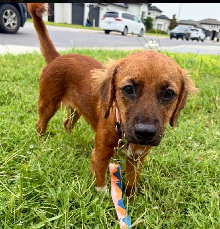 Penny, a Adoptable mixed breed in Boulder, CO image 2/2