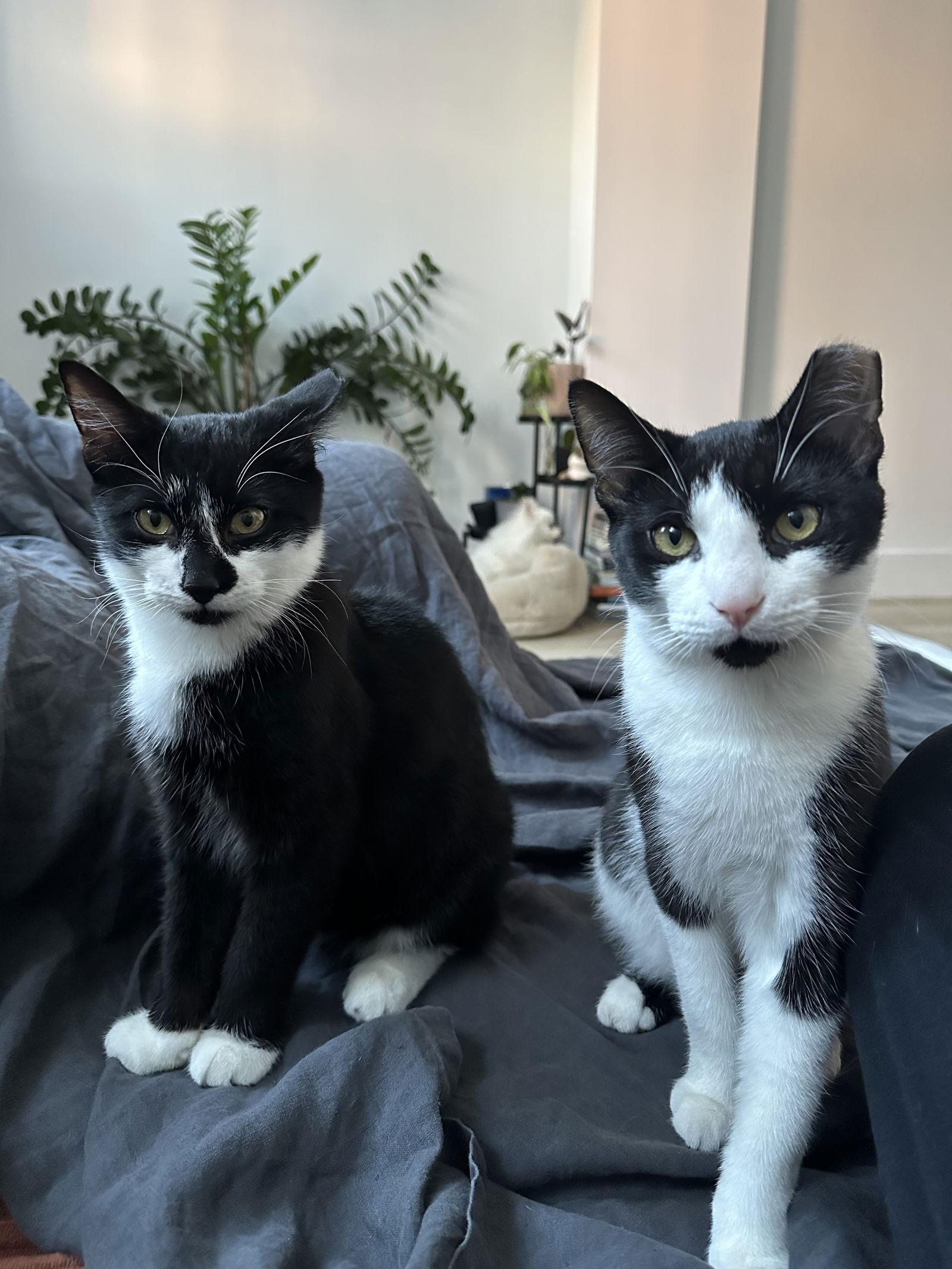 Enlarge Comet and Starr, a Adoptable Domestic Short Hair in Brooklyn, NY image 1/3