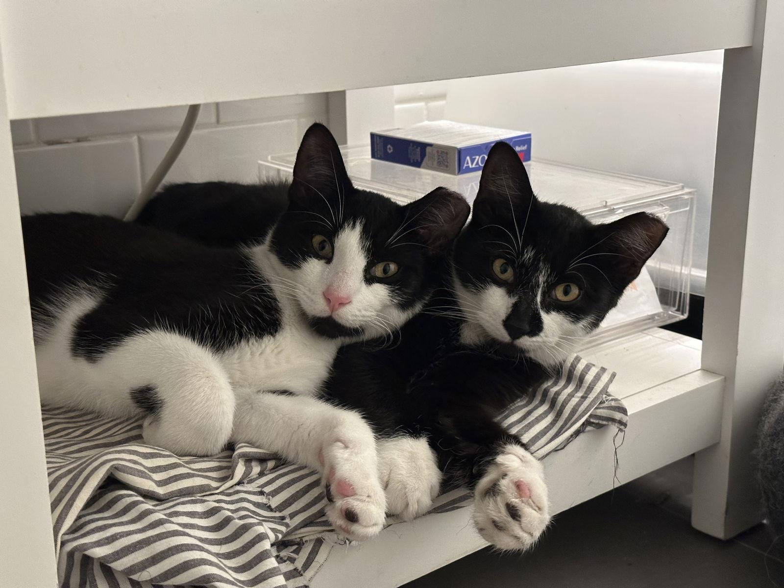 Enlarge Comet and Starr, a Adoptable Domestic Short Hair in Brooklyn, NY image 2/3