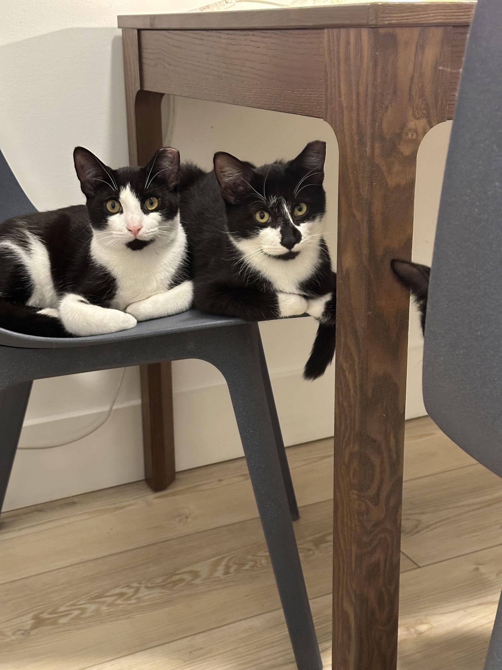 Enlarge Comet and Starr, a Adoptable Domestic Short Hair in Brooklyn, NY image 3/3