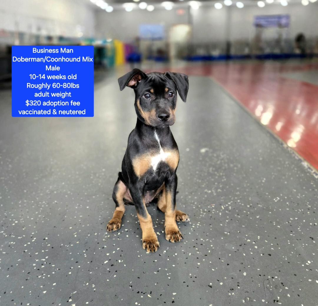 Business Man, ADOPTABLE, Puppy Male Doberman Pinscher & Black and Tan Coonhound.