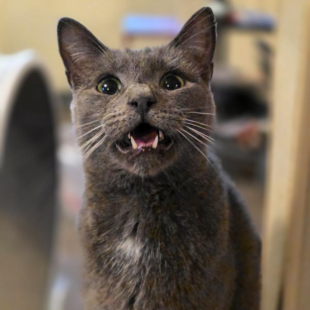 Enlarge Squeak, a Adoptable Domestic Short Hair in Glenfield, NY image 1/5