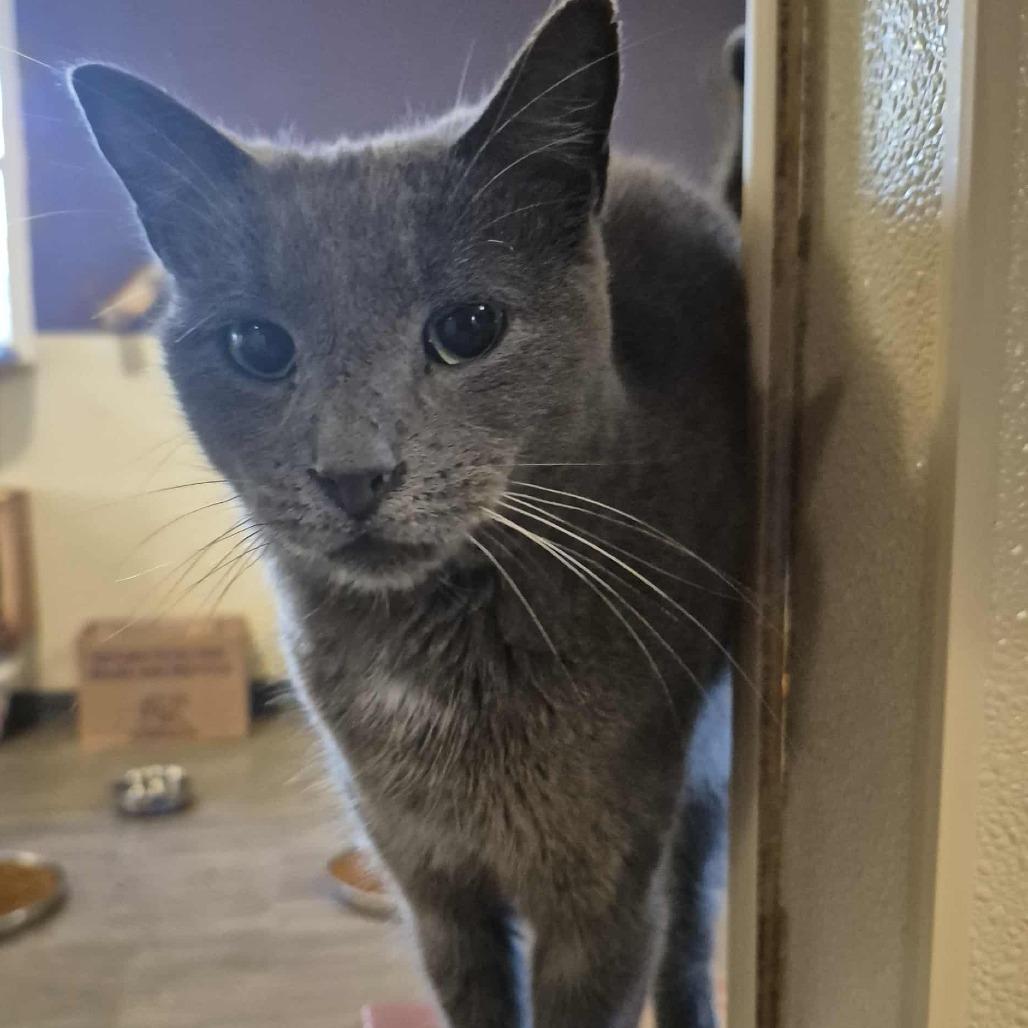 Enlarge Squeak, a Adoptable Domestic Short Hair in Glenfield, NY image 2/5