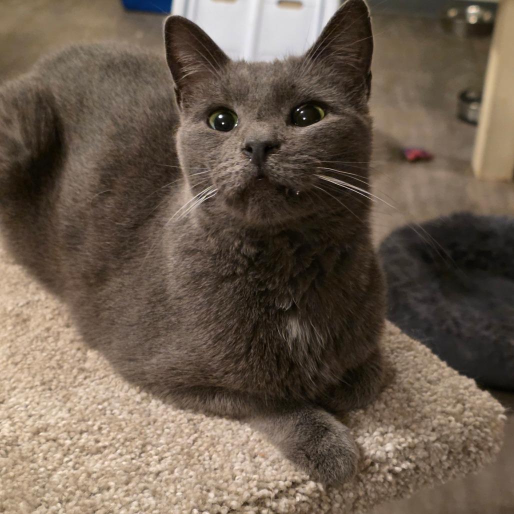 Enlarge Squeak, a Adoptable Domestic Short Hair in Glenfield, NY image 5/5