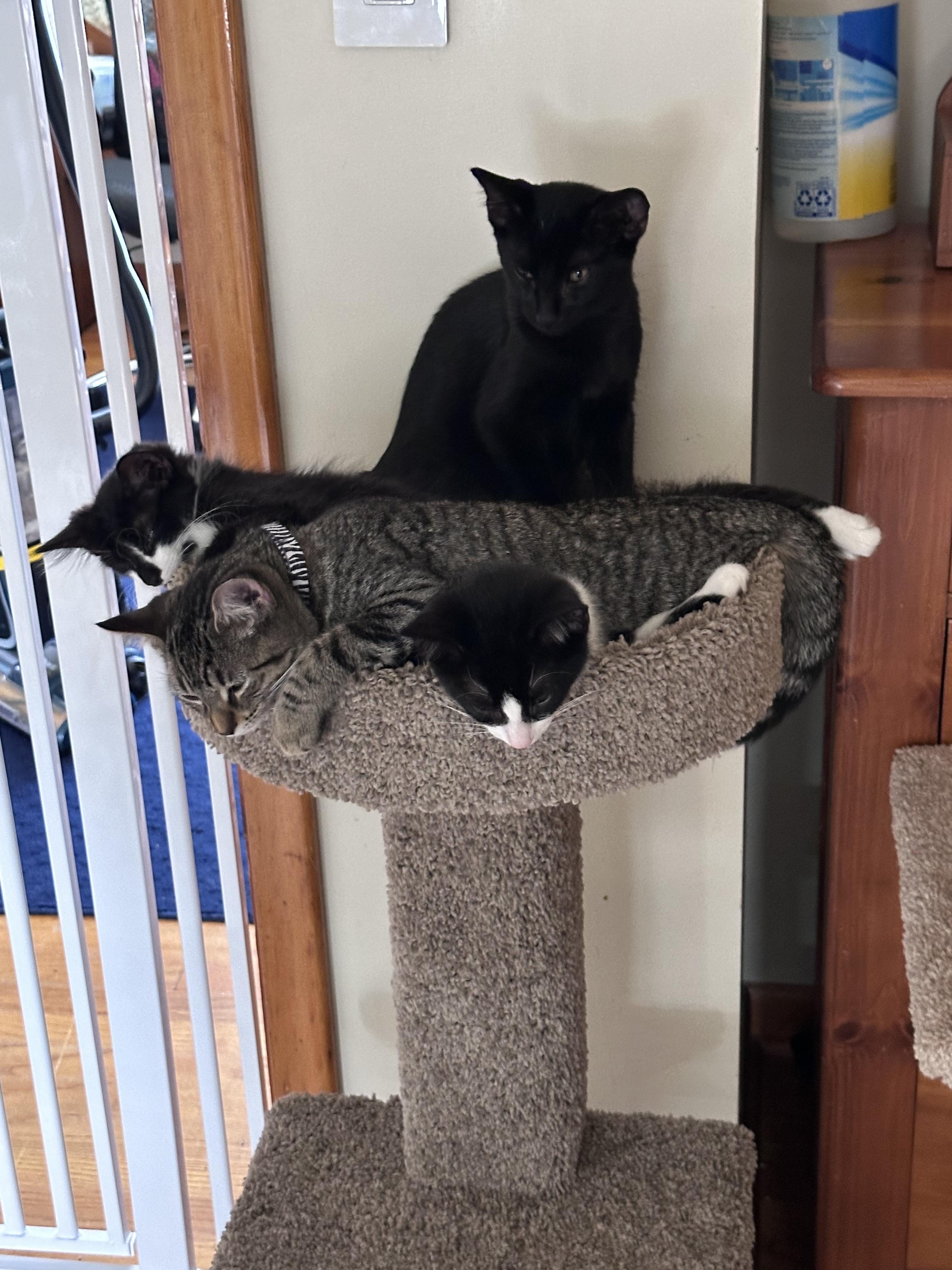 Iggy, a Adoptable Domestic Short Hair in New Baltimore, MI image 3/3