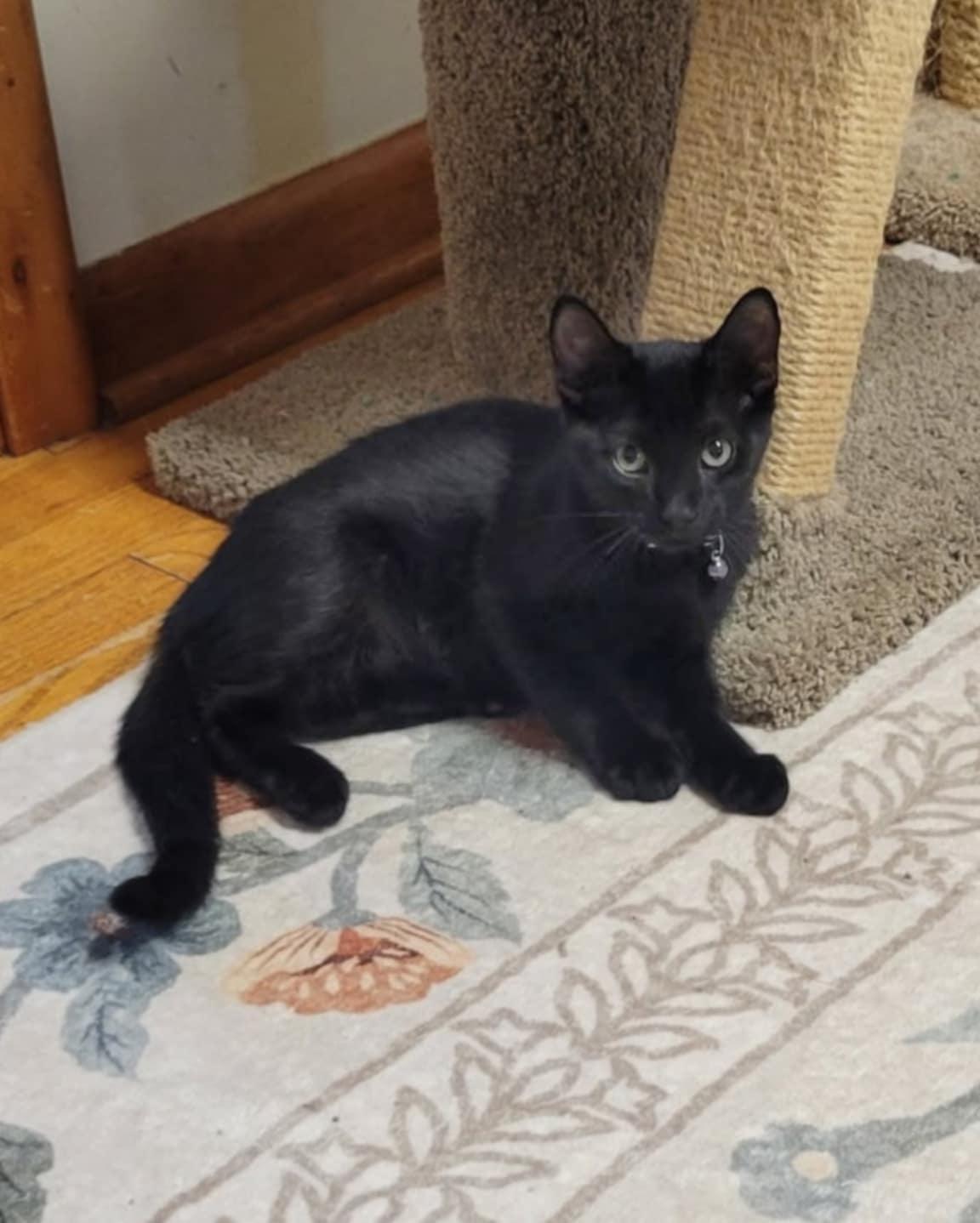 Iggy, a Adoptable Domestic Short Hair in New Baltimore, MI image 2/3