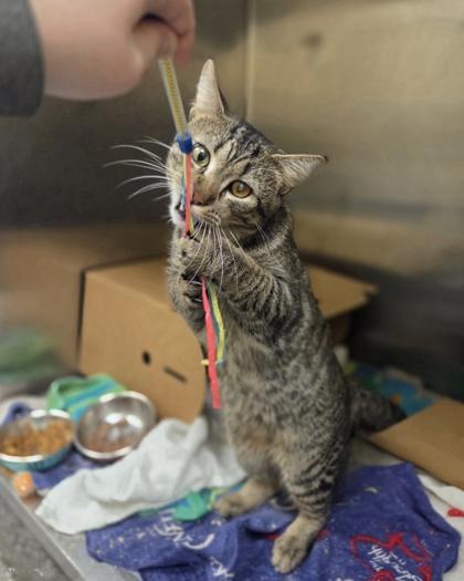 Enlarge Don Quixote, a Adoptable mixed breed in Westland, MI image 1/3