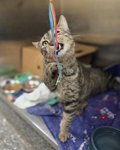 Enlarge Don Quixote, a Adoptable mixed breed in Westland, MI image 2/3