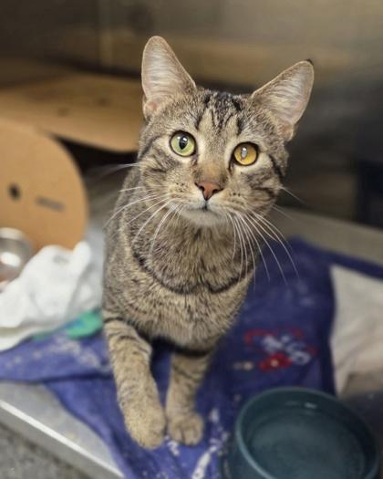 Enlarge Don Quixote, a Adoptable mixed breed in Westland, MI image 3/3