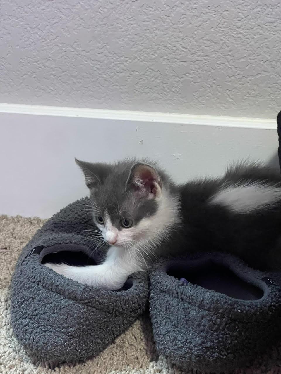 Magnus, Adoptable, Young Male Domestic Short Hair.
