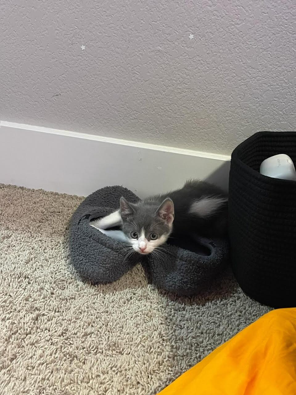 Enlarge Magnus, a Adoptable Domestic Short Hair in Fort Collins, CO image 2/4