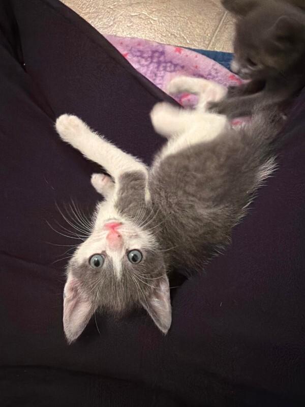 Enlarge Magnus, a Adoptable Domestic Short Hair in Fort Collins, CO image 3/4