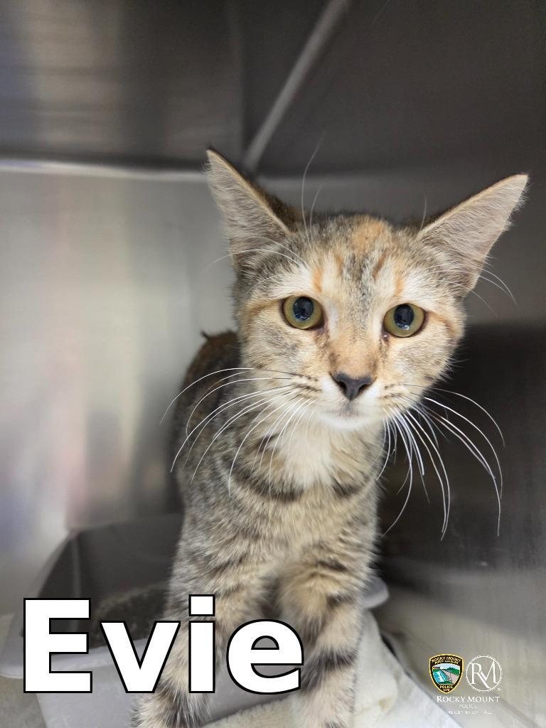 Evie, Adoptable, Kitten Female Domestic Short Hair.