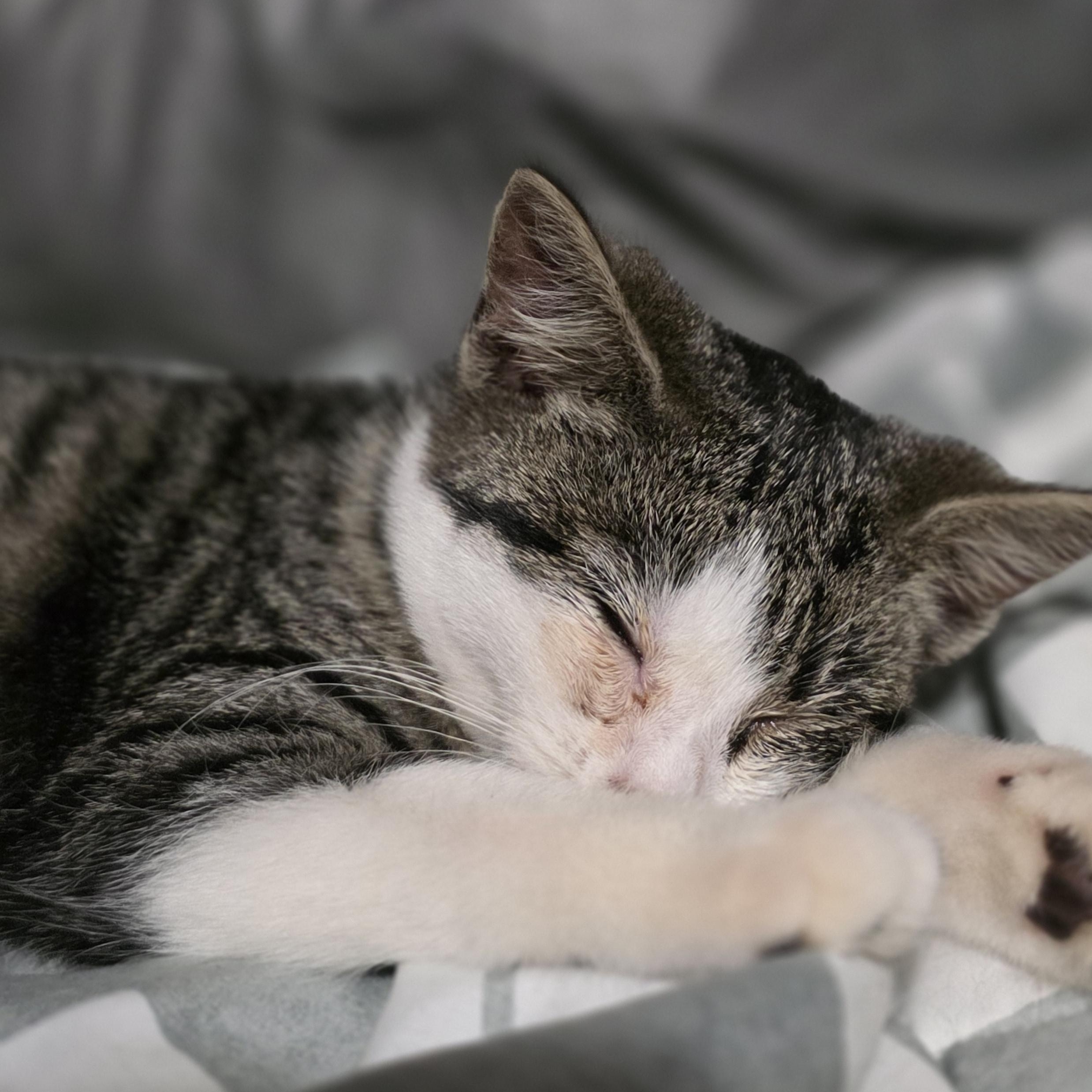 Holly, Adoptable, Kitten Female Domestic Short Hair & Tabby.