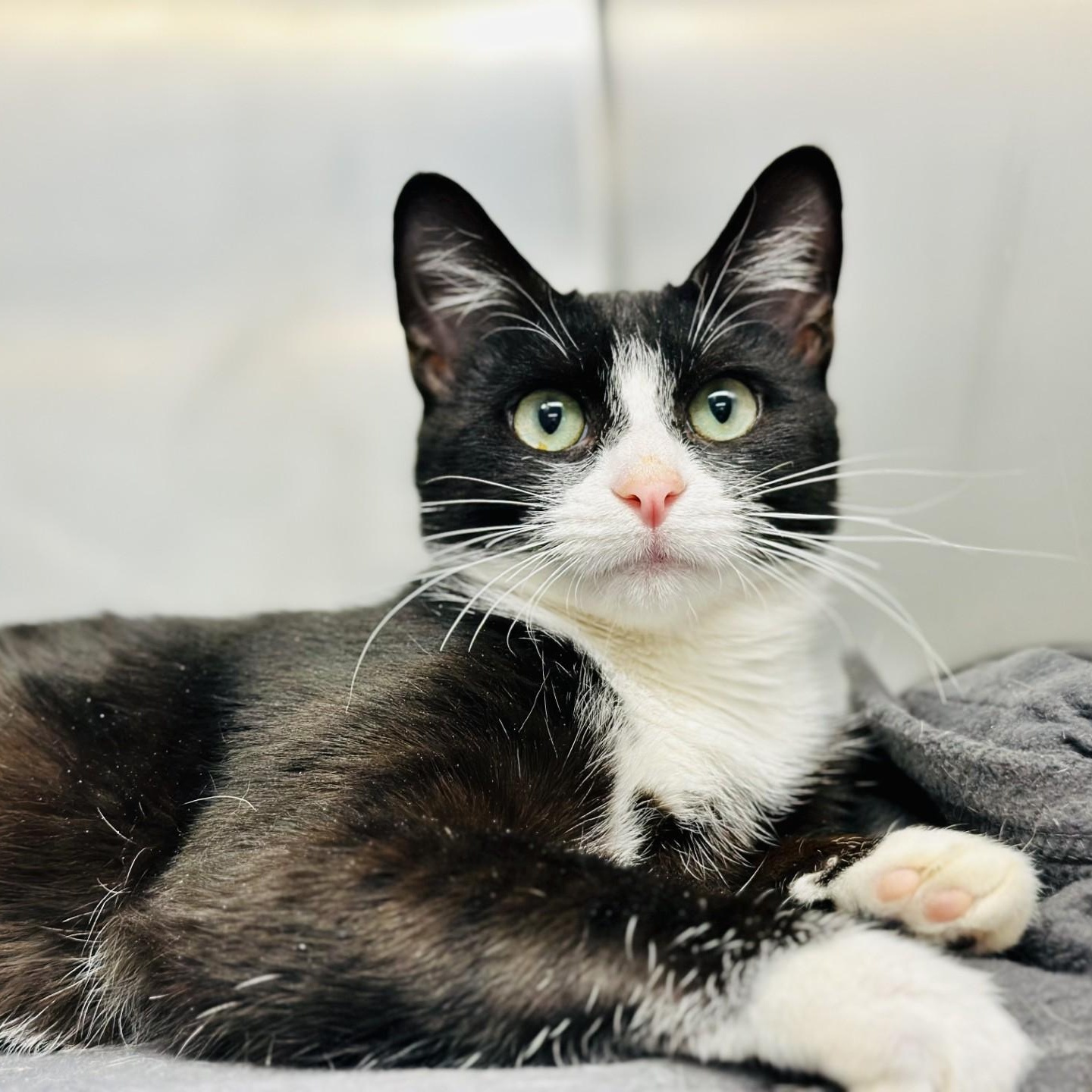 Ayden, a Adoptable Domestic Short Hair in Jackson, NJ image 1/2