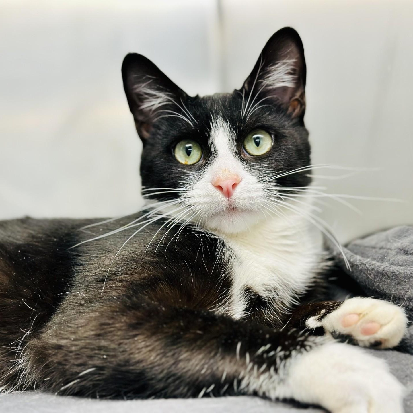 Ayden, a Adoptable Domestic Short Hair in Jackson, NJ image 2/2