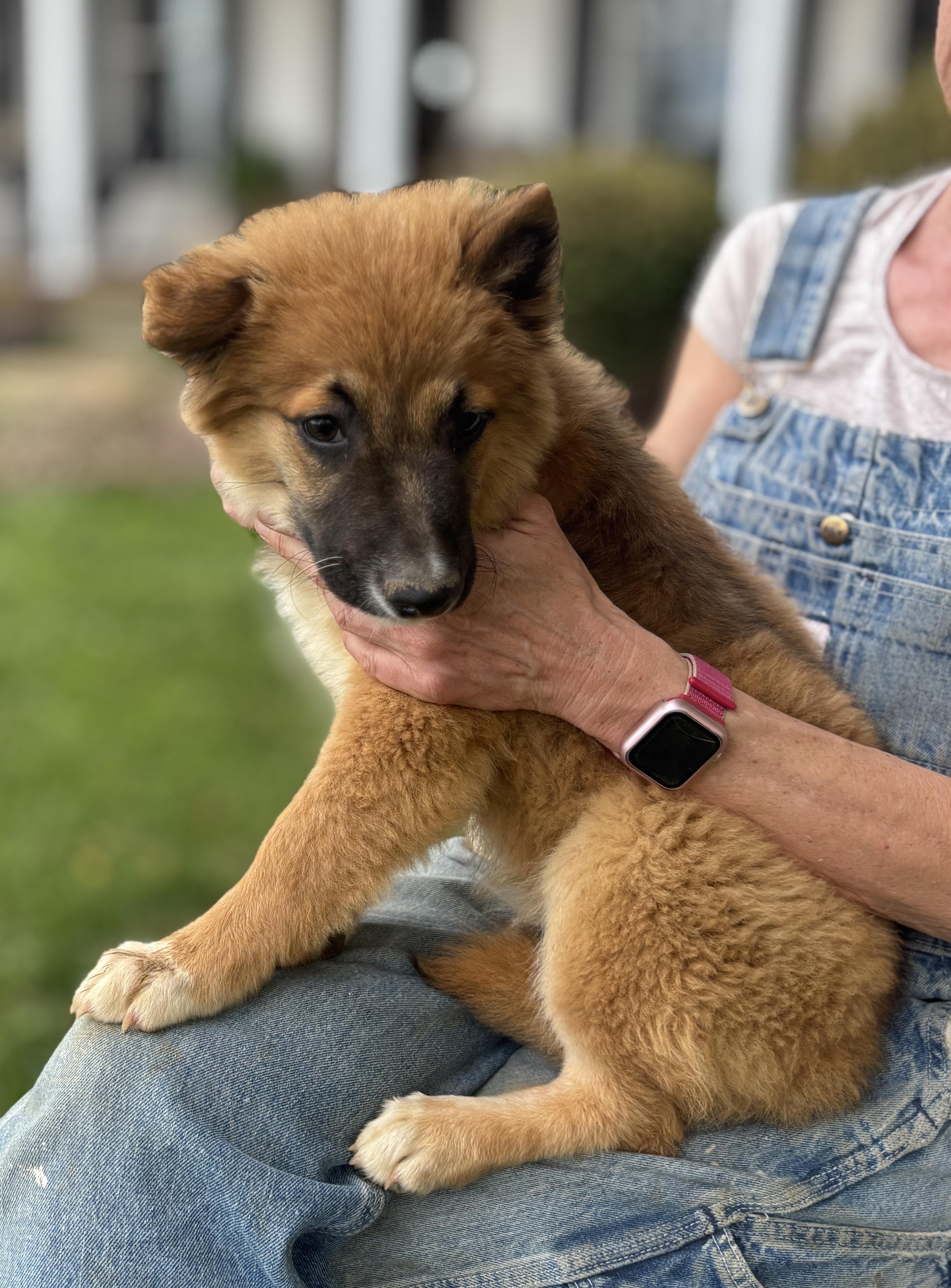 Enlarge ROCCO, a ADOPTABLE mixed breed in Annandale, VA image 3/6