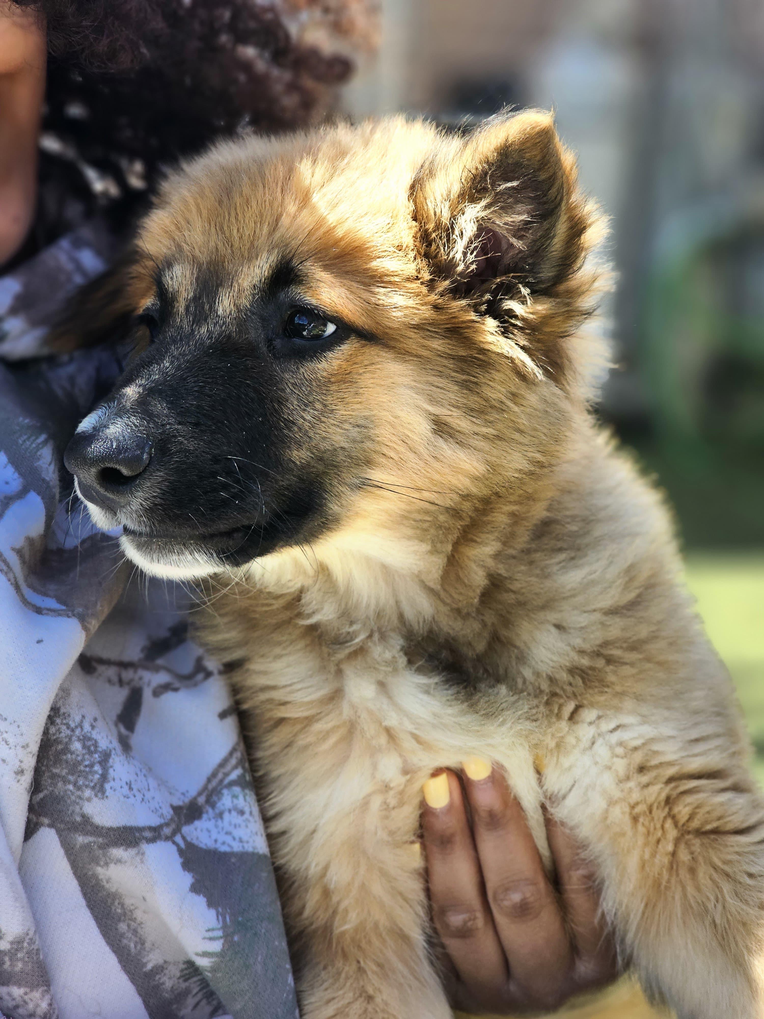 Enlarge ROCCO, a ADOPTABLE mixed breed in Annandale, VA image 4/6