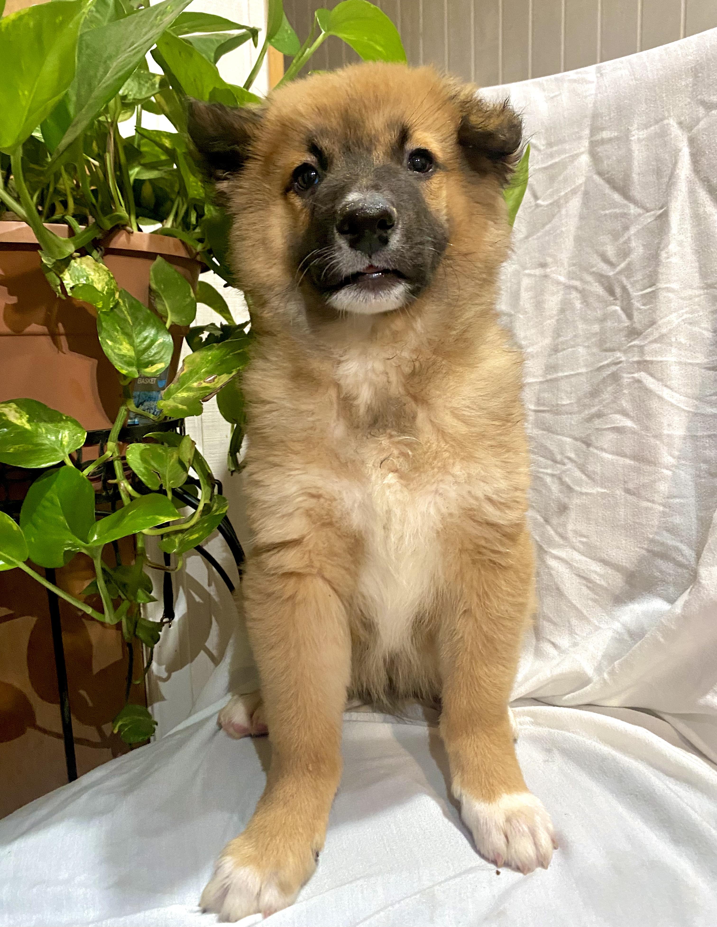 ROCCO, ADOPTABLE, Puppy Male Terrier.