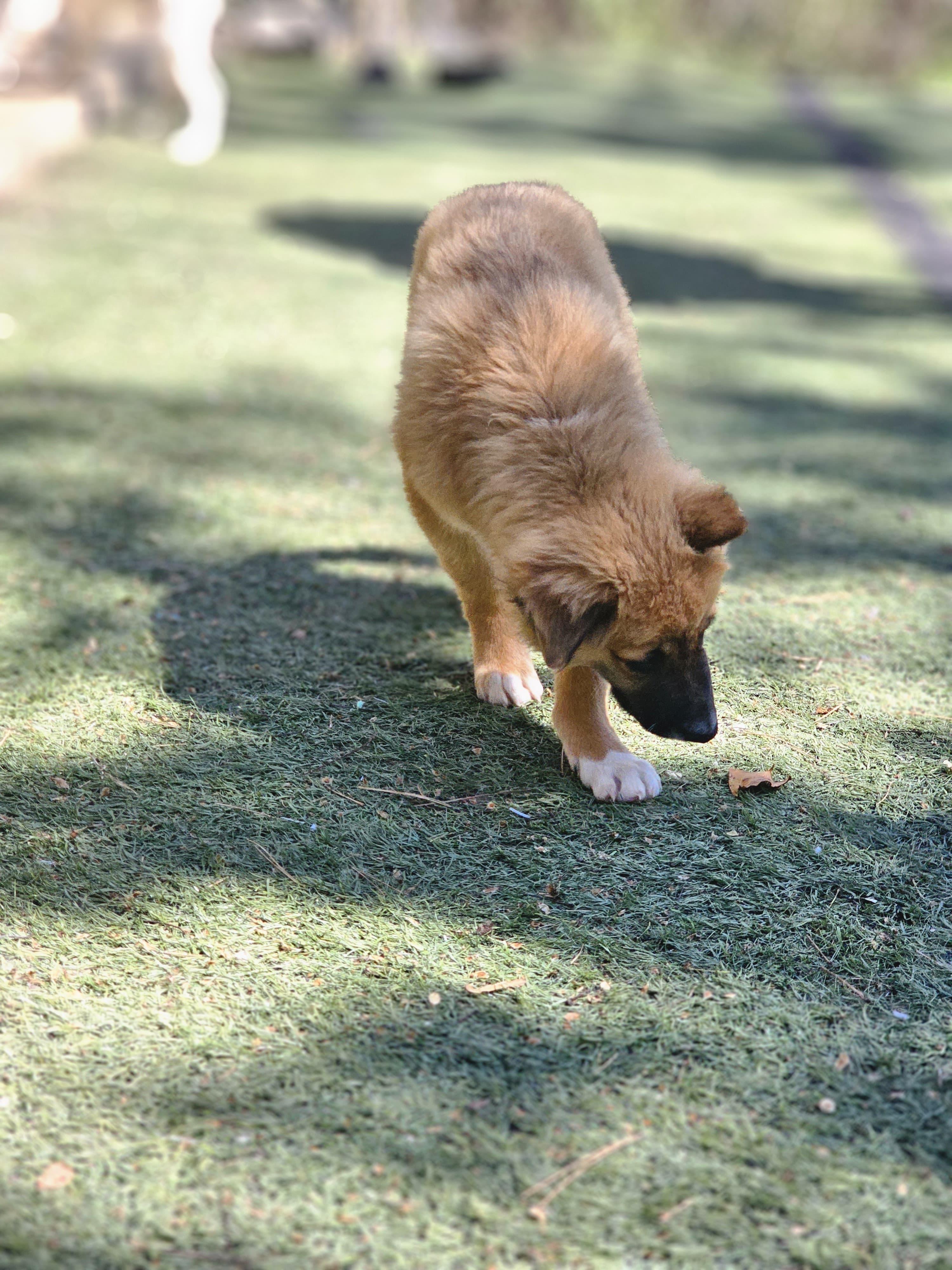 Enlarge ROCCO, a ADOPTABLE mixed breed in Annandale, VA image 5/6