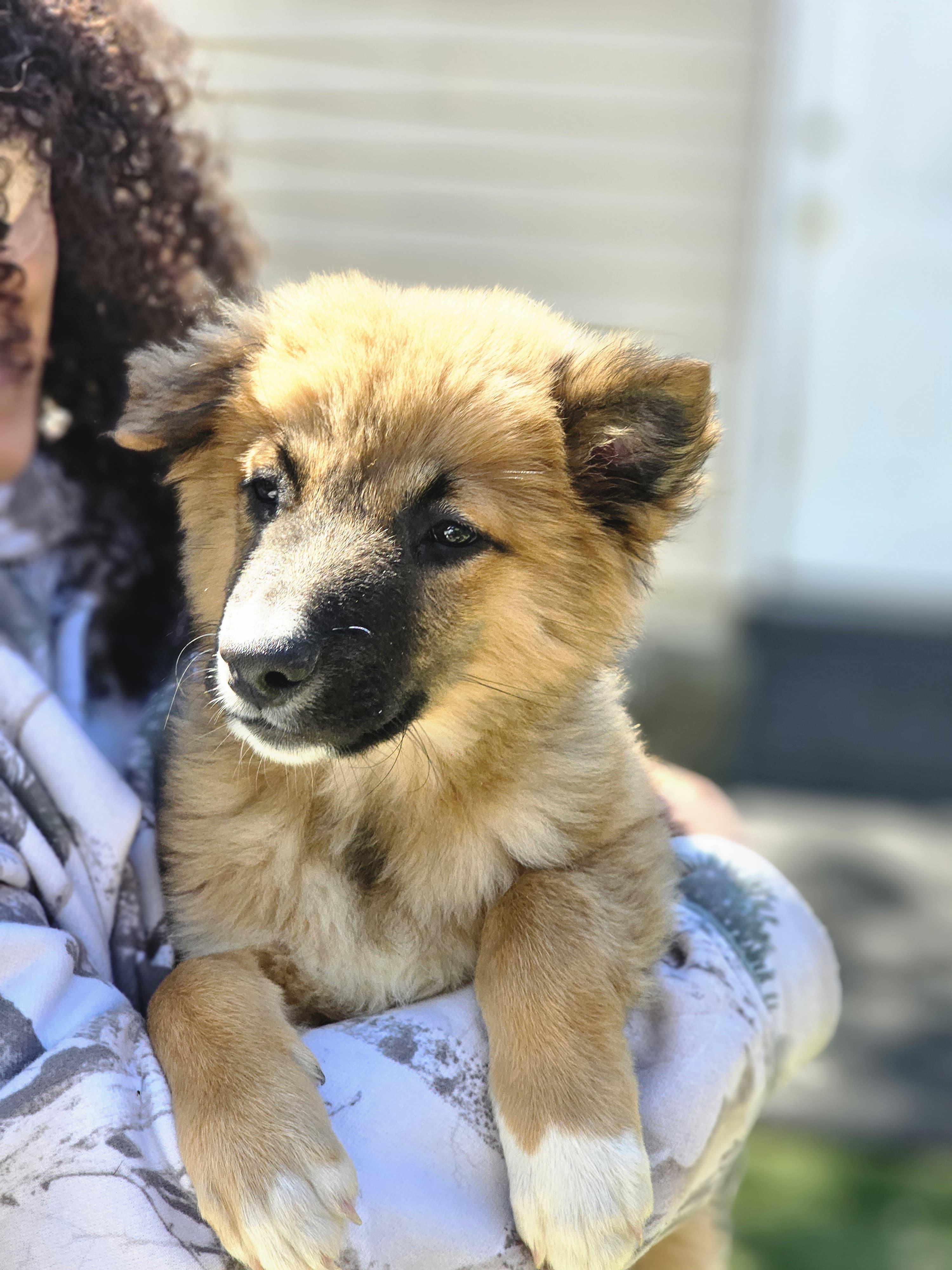Enlarge ROCCO, a ADOPTABLE mixed breed in Annandale, VA image 1/6