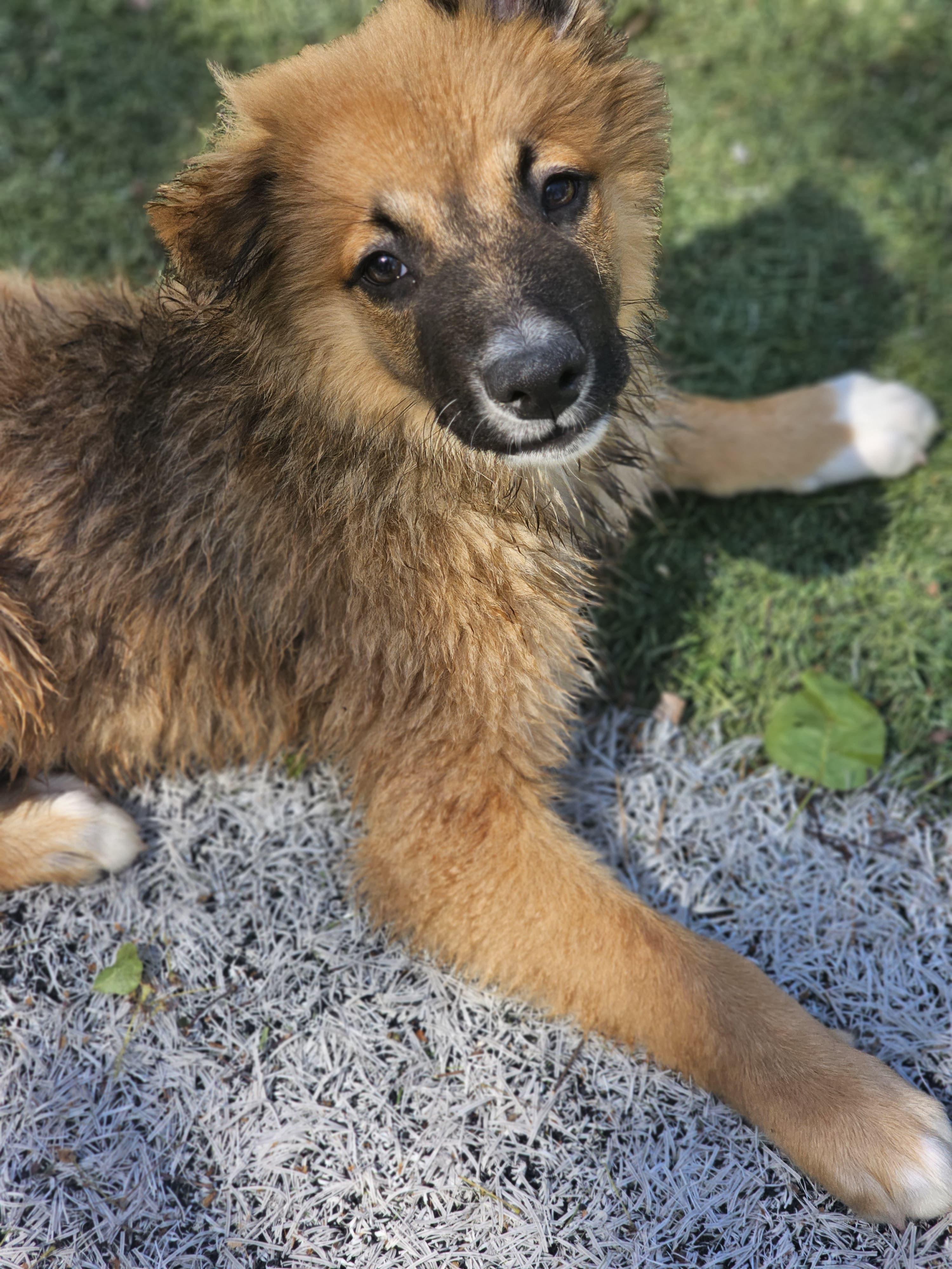 Enlarge ROCCO, a ADOPTABLE mixed breed in Annandale, VA image 6/6