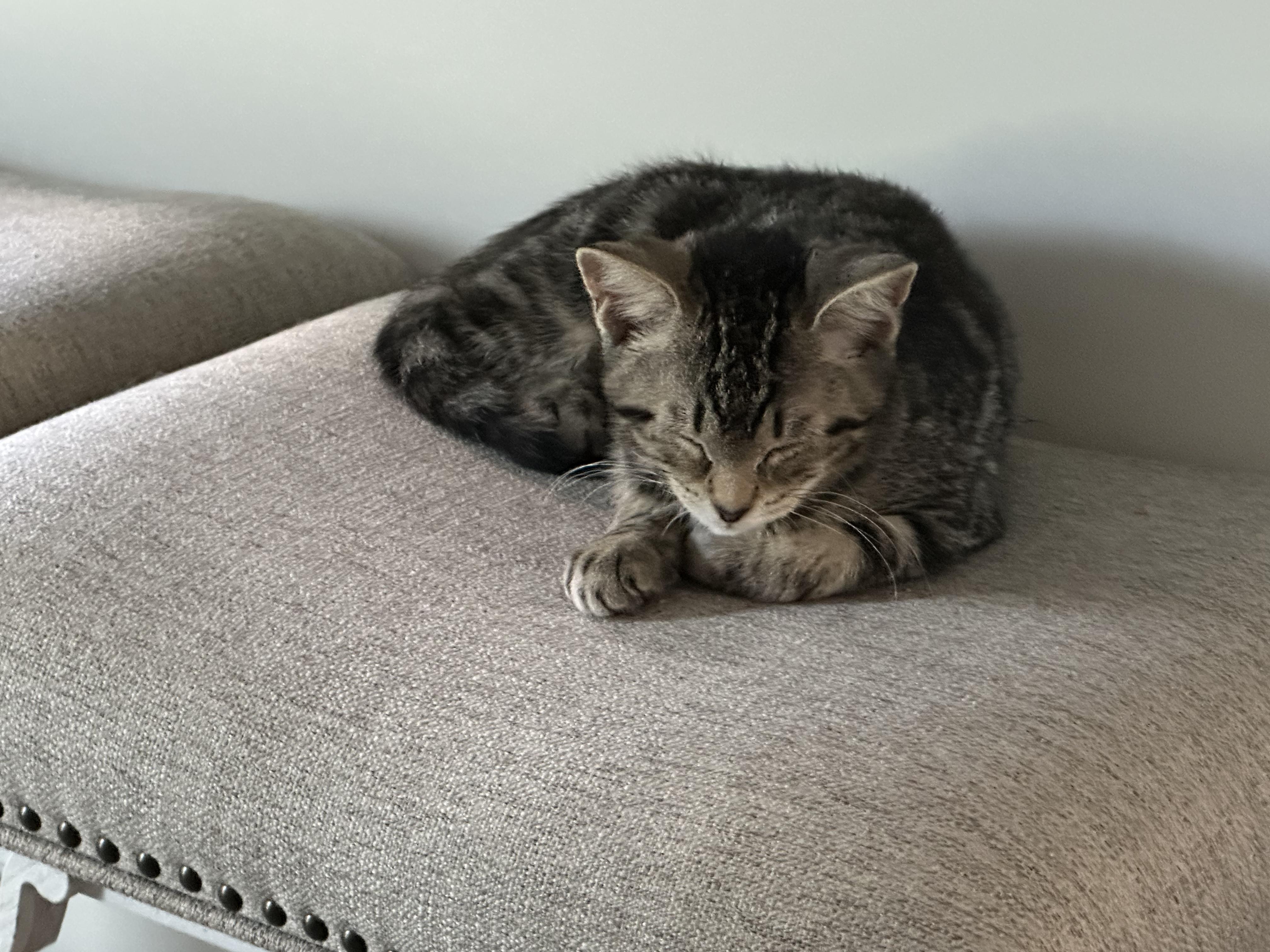 Enlarge Dolly Pawtin, a Adoptable Domestic Short Hair in Port Republic, MD image 1/3