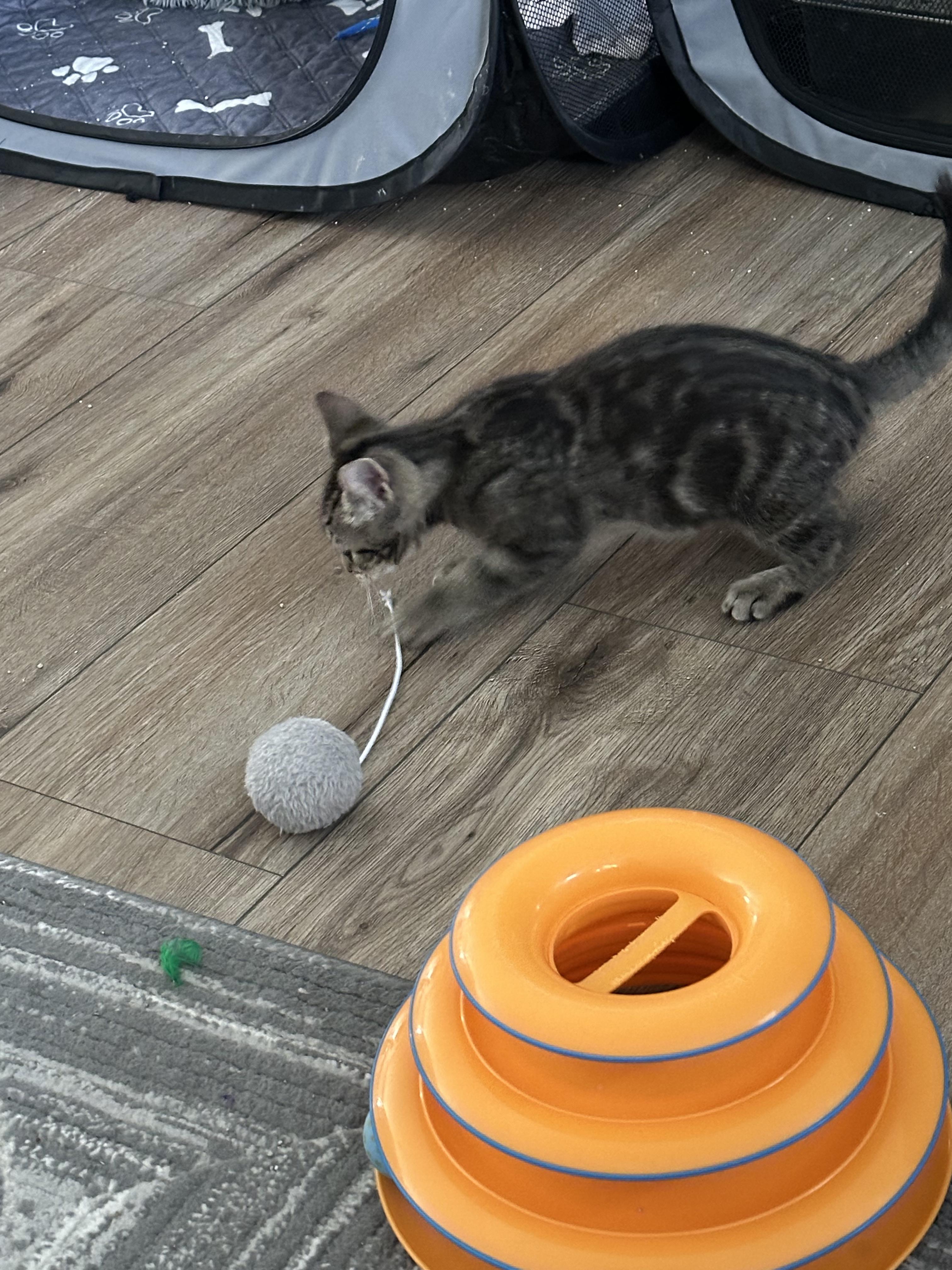 Enlarge Dolly Pawtin, a Adoptable Domestic Short Hair in Port Republic, MD image 2/3