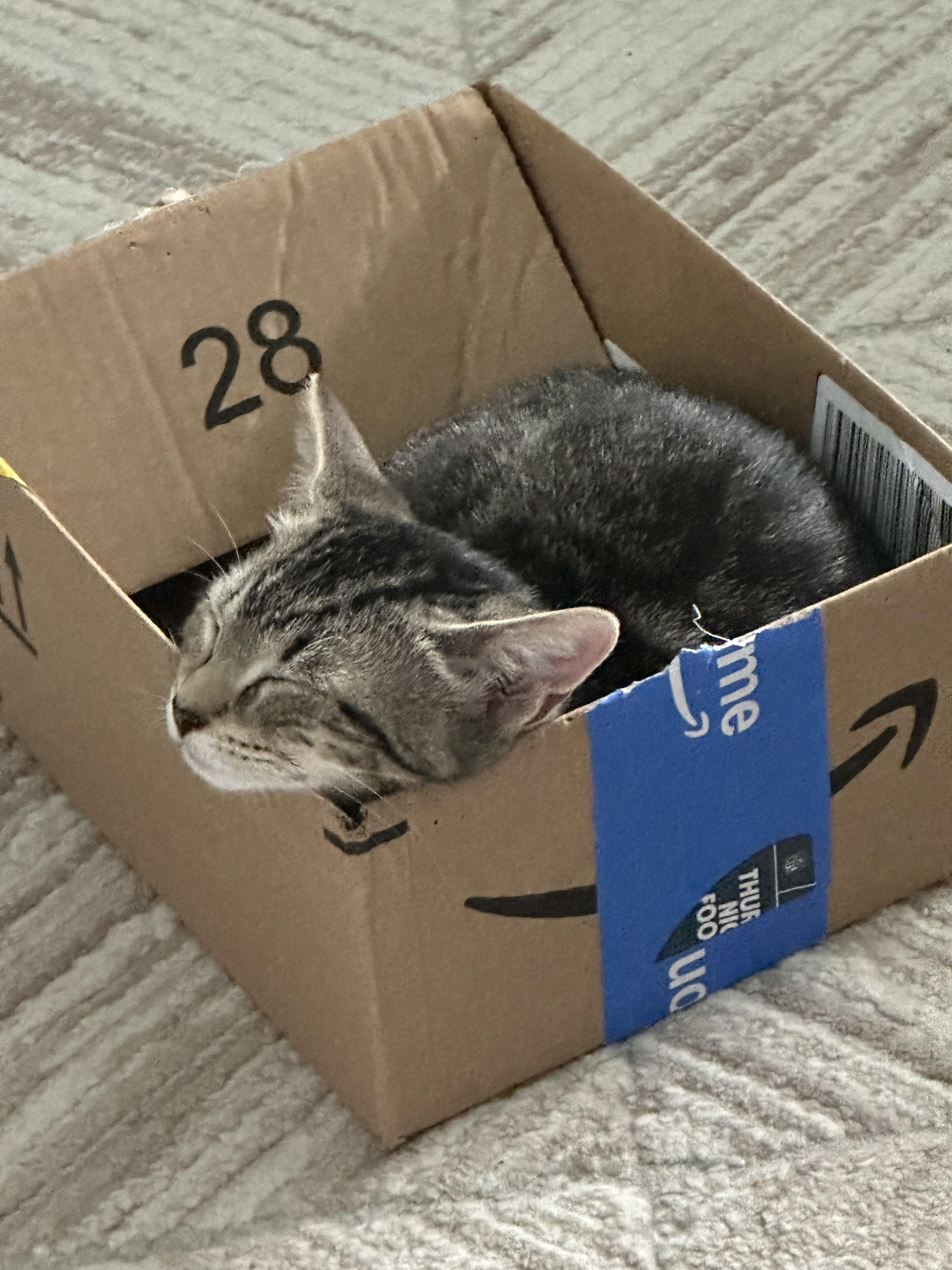 Enlarge Dolly Pawtin, a Adoptable Domestic Short Hair in Port Republic, MD image 3/3