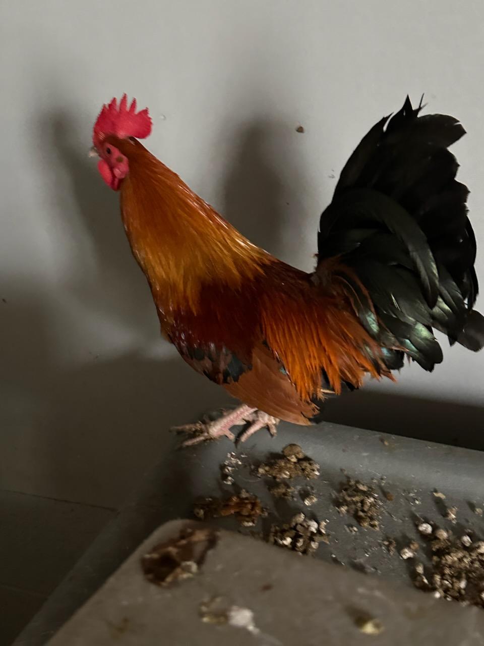 Enlarge Colton (ID 50334), a Adoptable Chicken in Manassas, VA image 1/1