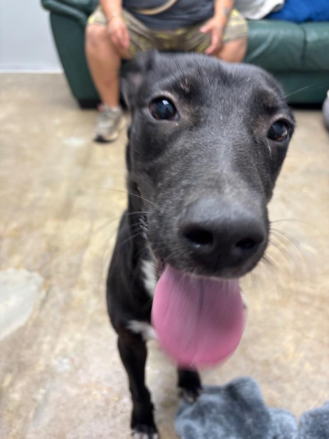 Chucky, Adoptable, Puppy Male Mixed Breed.