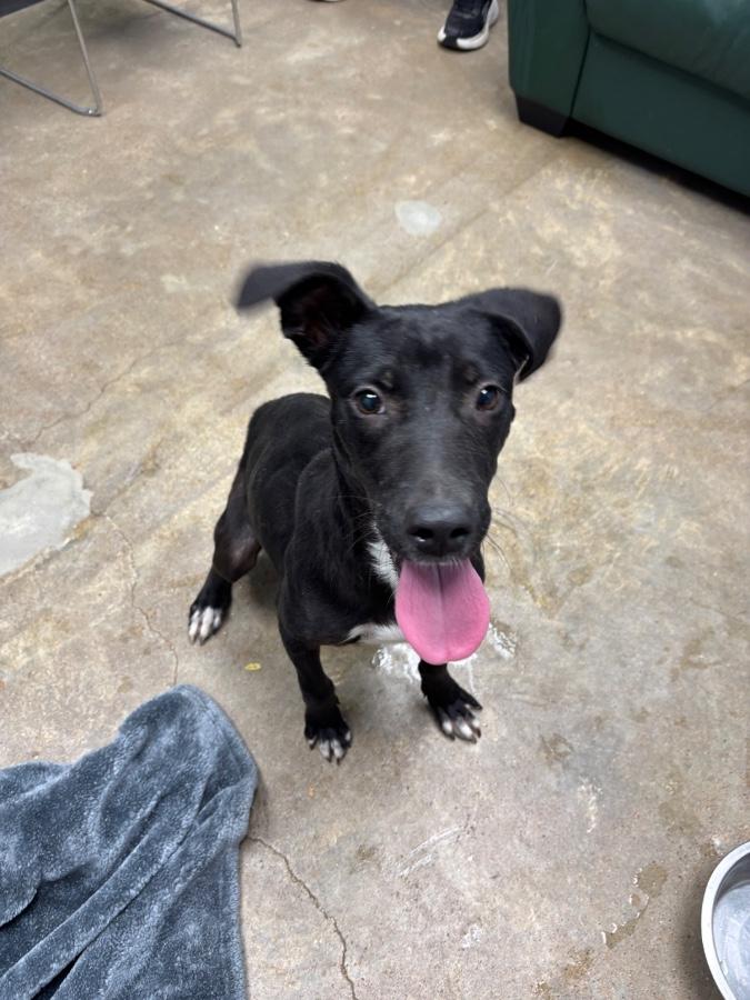 Enlarge Chucky, a Adoptable mixed breed in Wells, VT image 2/6