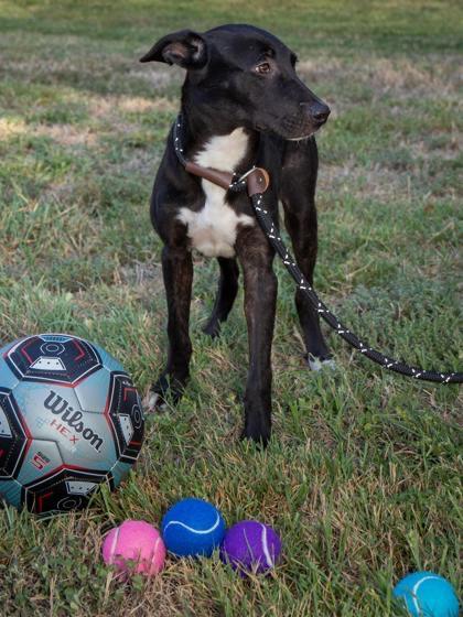 Enlarge Chucky, a Adoptable mixed breed in Wells, VT image 4/6