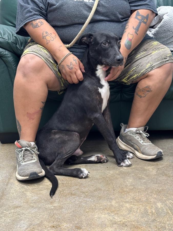 Enlarge Chucky, a Adoptable mixed breed in Wells, VT image 5/6