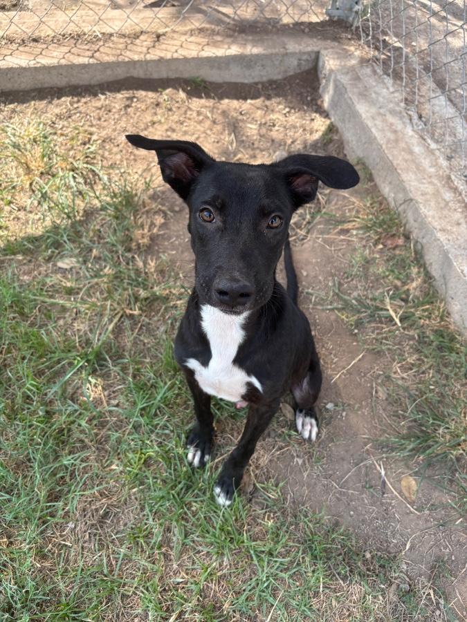 Enlarge Chucky, a Adoptable mixed breed in Wells, VT image 6/6