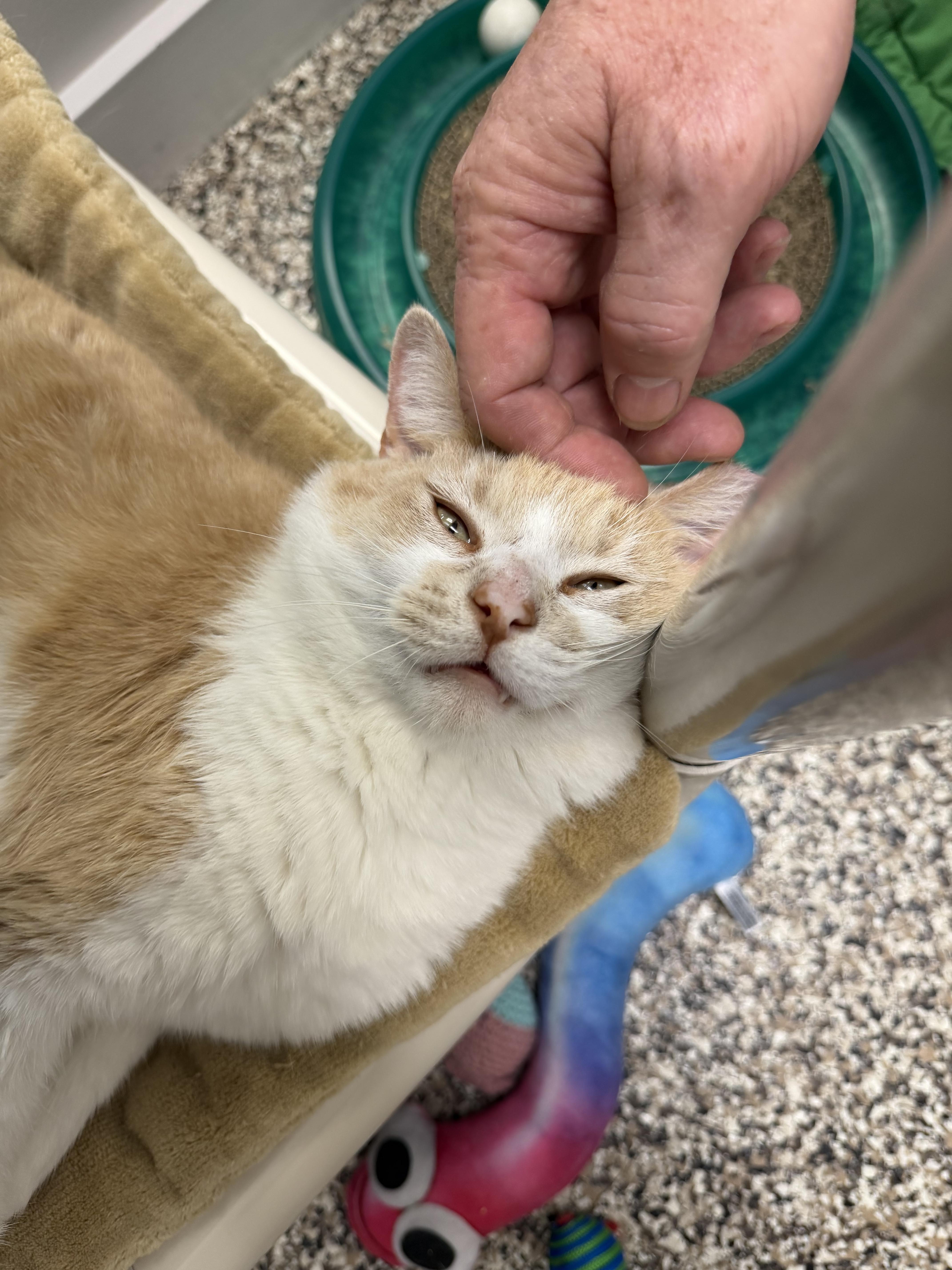 Enlarge Charlie , a ADOPTABLE Domestic Short Hair in Fernandina Beach, FL image 6/6