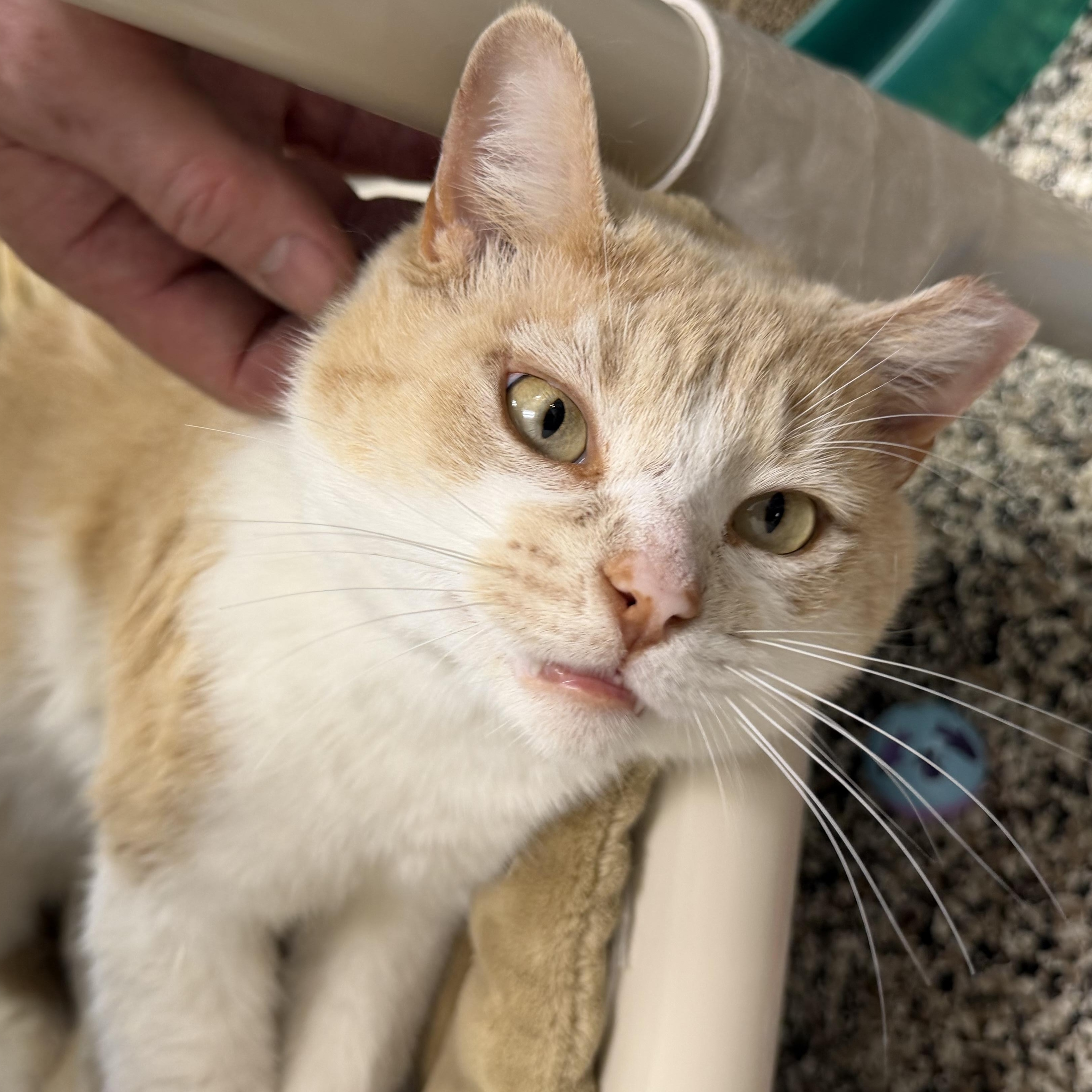 Enlarge Charlie , a ADOPTABLE Domestic Short Hair in Fernandina Beach, FL image 2/5