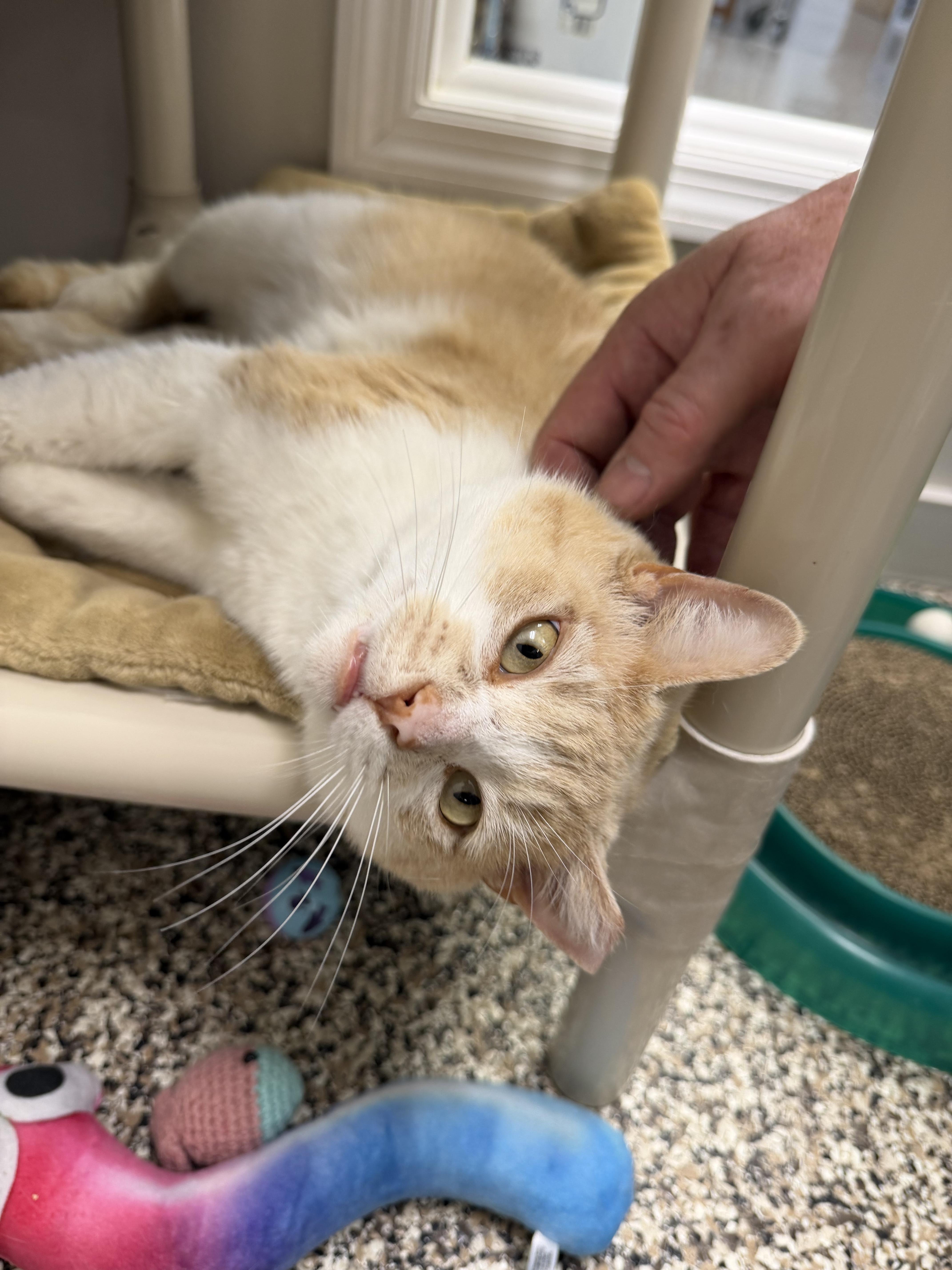 Enlarge Charlie , a ADOPTABLE Domestic Short Hair in Fernandina Beach, FL image 2/6