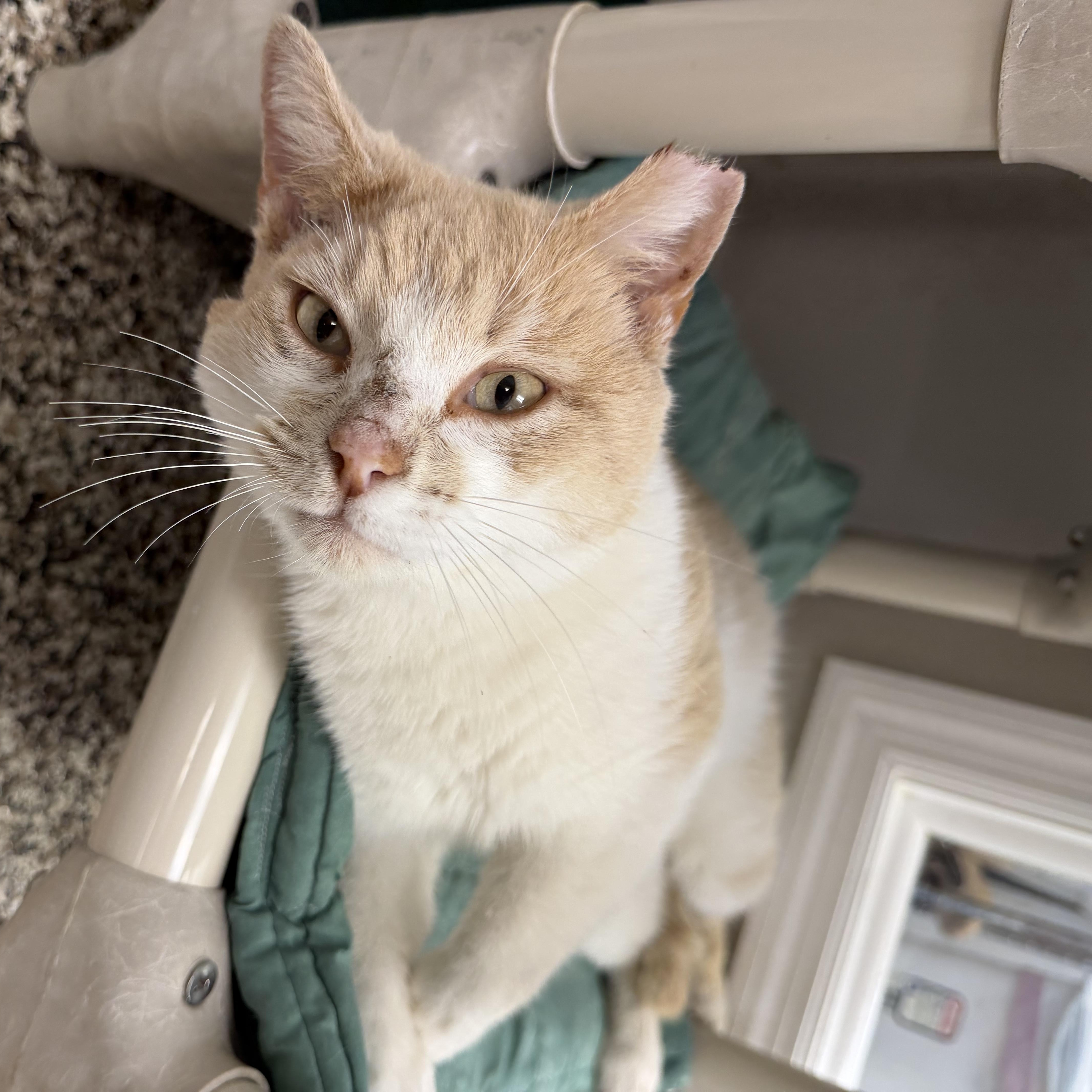 Enlarge Charlie , a ADOPTABLE Domestic Short Hair in Fernandina Beach, FL image 1/5