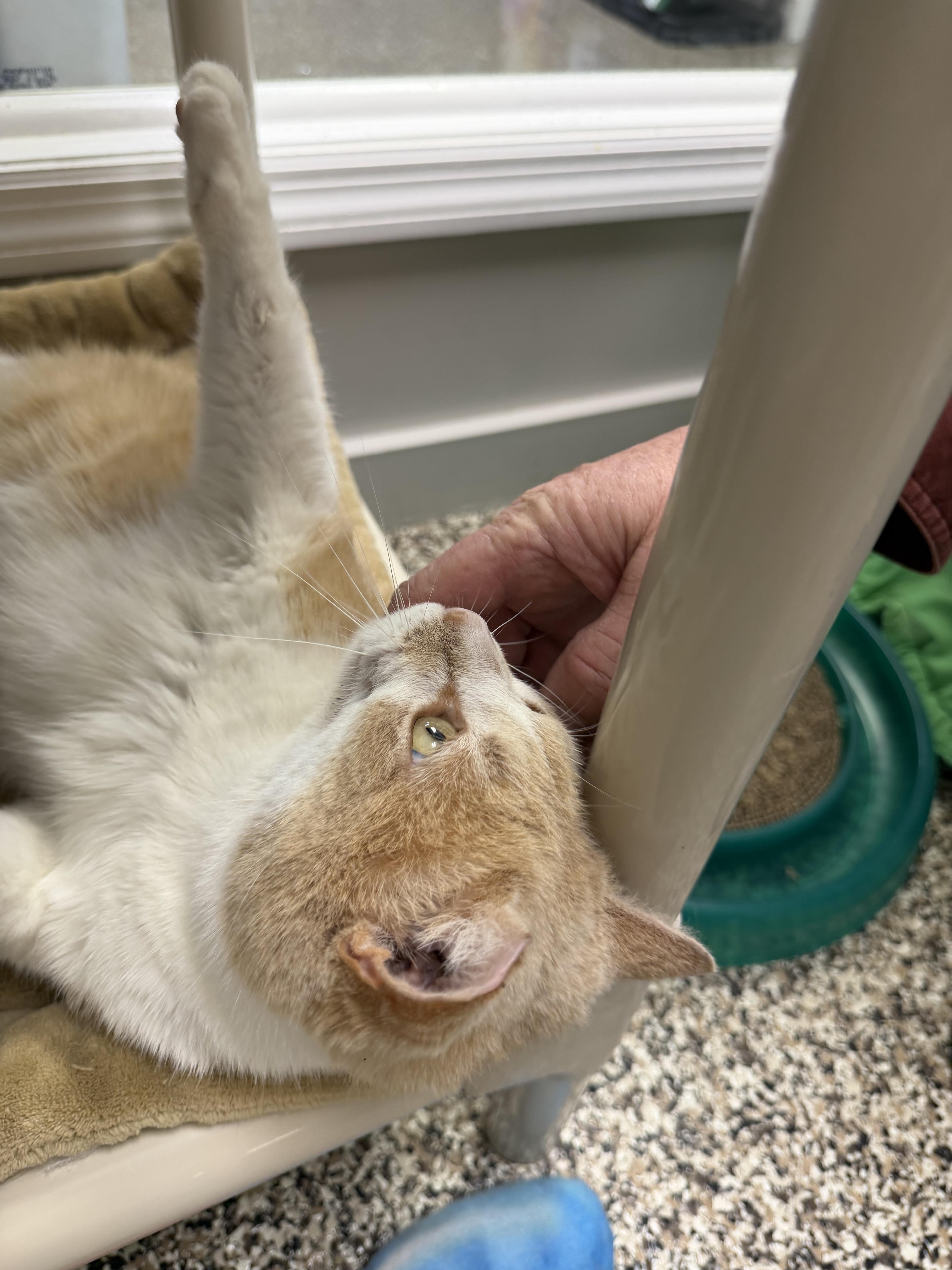 Enlarge Charlie , a ADOPTABLE Domestic Short Hair in Fernandina Beach, FL image 5/6