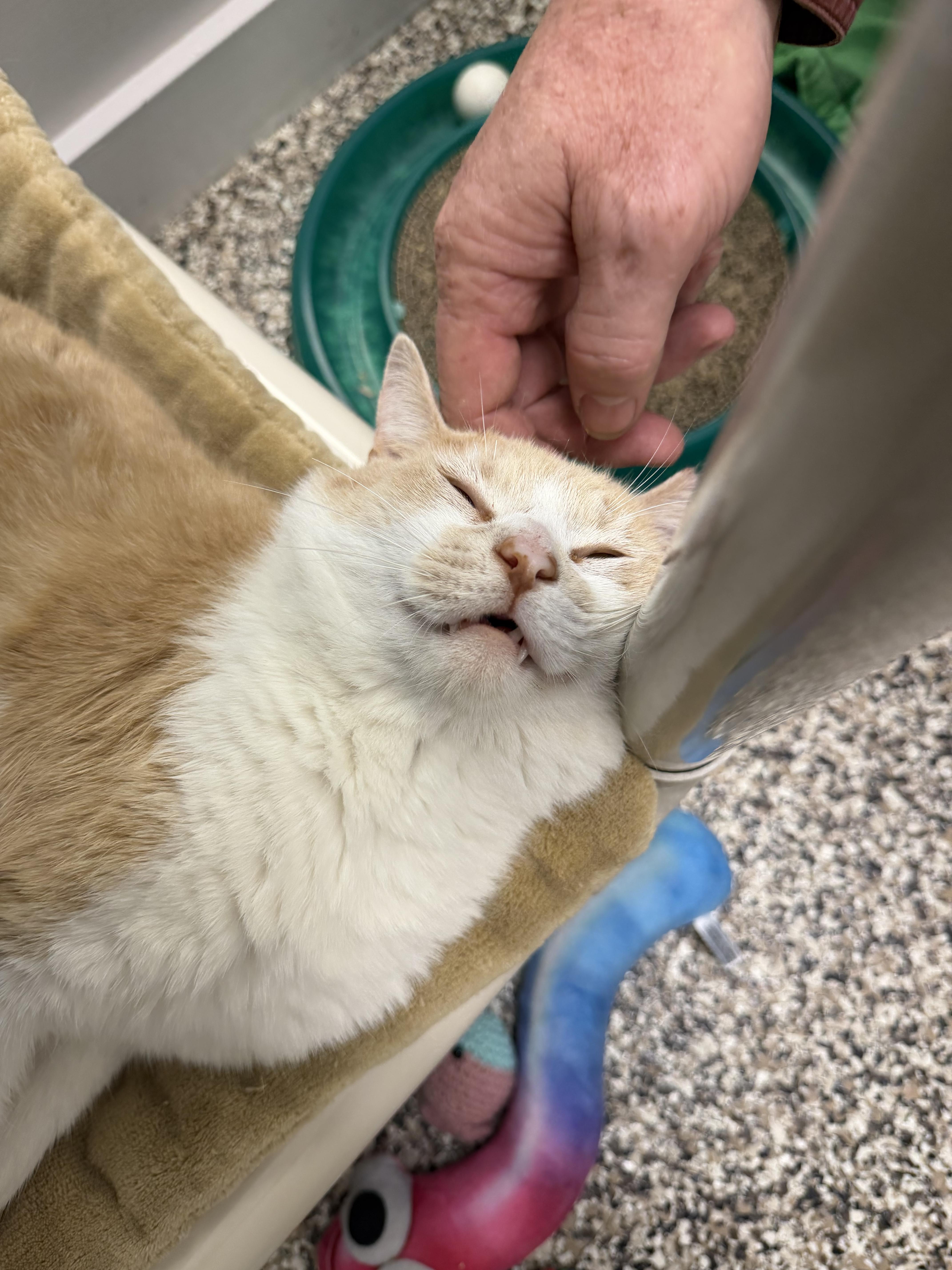 Enlarge Charlie , a ADOPTABLE Domestic Short Hair in Fernandina Beach, FL image 3/6