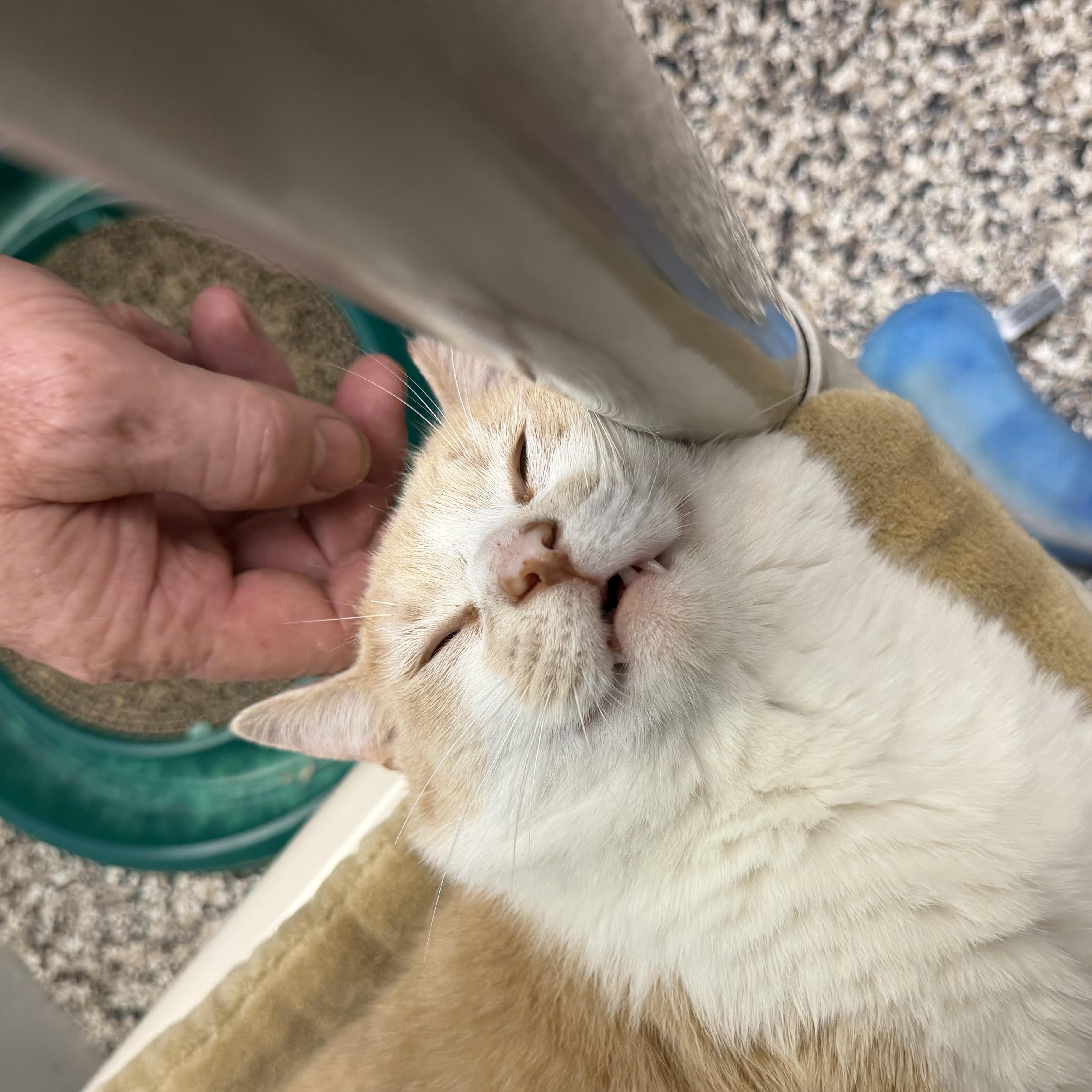 Enlarge Charlie , a ADOPTABLE Domestic Short Hair in Fernandina Beach, FL image 3/5