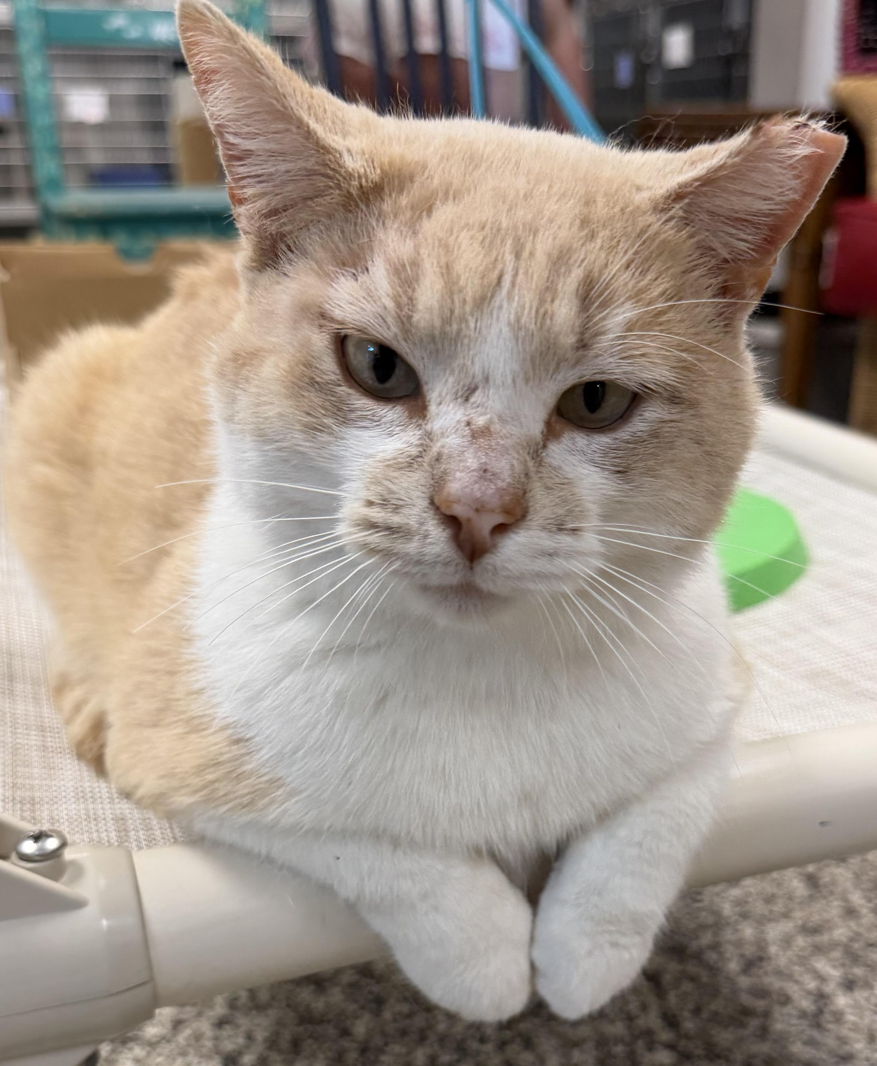 Charlie , ADOPTABLE, Adult Male Domestic Short Hair.