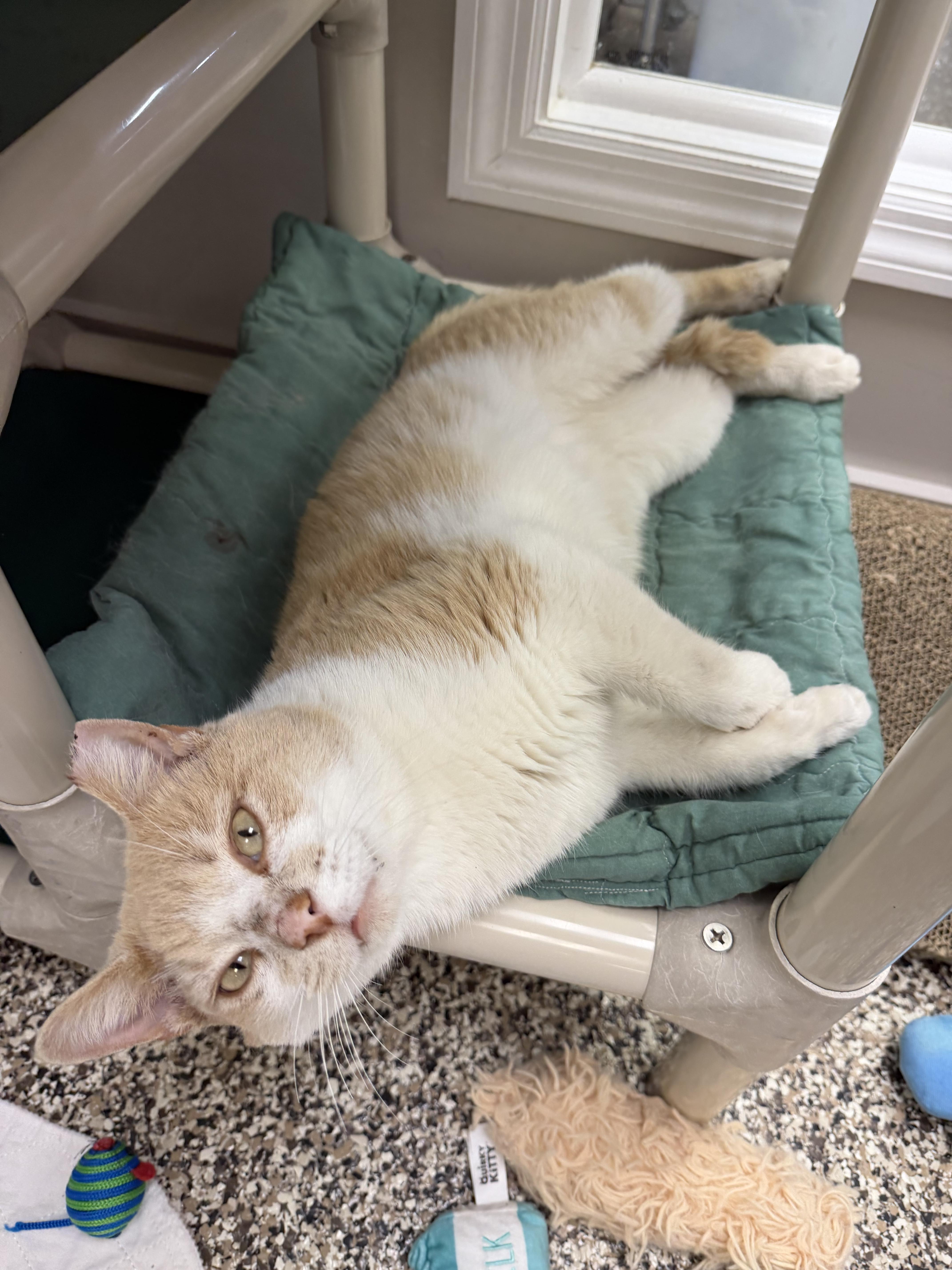 Enlarge Charlie , a ADOPTABLE Domestic Short Hair in Fernandina Beach, FL image 2/5